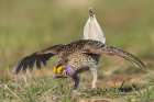 Columbia sharp-tailed grouse courtship display-western prairie-Colorado-USA Art Print